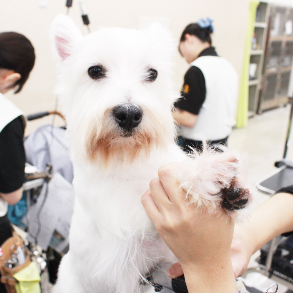 卒業犬たちが来てくれました♪